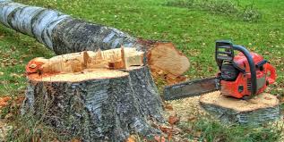 Best Tree Preservation Services  in Franklin, NH