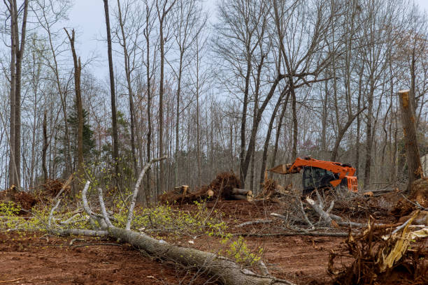 Best Tree and Shrub Care  in Franklin, NH