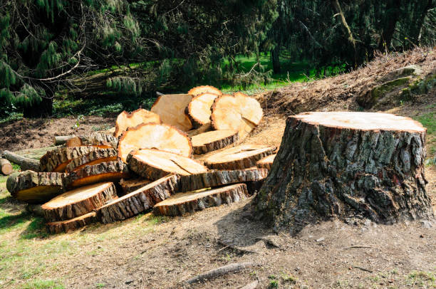  Franklin, NH Tree Care Pros